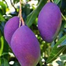 1 Seeds Palmer Mango Fresh Fruit Planting Garden Fast Growing 1 Seeds Palmer Mango Fresh Fruit Planting Garden Fast Growing