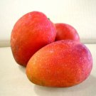 1 Seeds Irwin Mango Fresh Fruit Planting Garden Fast Growing 1 Seeds Irwin Mango Fresh Fruit Planting Garden Fast Growing