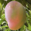 1 Seeds Graham Mango Fresh Fruit Planting Garden Fast Growing 1 Seeds Graham Mango Fresh Fruit Planting Garden Fast Growing