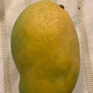 1 Seeds Francis Mango Fresh Fruit Planting Garden Fast Growing 1 Seeds Francis Mango Fresh Fruit Planting Garden Fast Growing