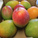 1 Seeds Rainbow Mango Fresh Fruit Planting Garden Fast Growing 1 Seeds Rainbow Mango Fresh Fruit Planting Garden Fast Growing