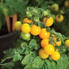 50 Seeds Yellow Mini Tomato Tomatoe Vegetable Garden Edible Canning Fast Growing 50 Seeds Yellow Mini Tomato Tomatoe Vegetable Garden Edible Canning Fast Growing