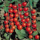 50 Seeds Tommy Toe Tomato Tomatoe Vegetable Garden Edible Canning Fast Growing 50 Seeds Tommy Toe Tomato Tomatoe Vegetable Garden Edible Canning Fast Growing