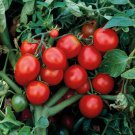 50 Seeds Tasty Treat Tomato Tomatoe Vegetable Garden Edible Canning Fast Growing