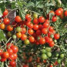 50 Seeds Sweet Baby Girl Tomato Tomatoe Vegetable Garden Edible Canning Fast Growing 50 Seeds Sweet Baby Girl Tomato Tomatoe Vegetable Garden Edible Canning Fast Growing