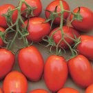 50 Seeds Sugar Rush Tomato Tomatoe Vegetable Garden Edible Canning Fast Growing 50 Seeds Sugar Rush Tomato Tomatoe Vegetable Garden Edible Canning Fast Growing