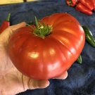 50 Seeds Steak House Tomato Tomatoe Vegetable Garden Edible Canning Fast Growing