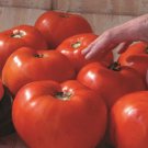 50 Seeds Scarlet Red Tomato Tomatoe Vegetable Garden Edible Canning Fast Growing 50 Seeds Scarlet Red Tomato Tomatoe Vegetable Garden Edible Canning Fast Growing
