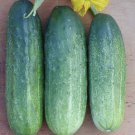 25 Seeds Mcpick Cucumbers Planting Edible Food Garden Fast Growing 25 Seeds Mcpick Cucumbers Planting Edible Food Garden Fast Growing