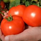 50 Seeds Red Mountain Tomato Tomatoe Vegetable Garden Edible Canning Fast Growing 50 Seeds Red Mountain Tomato Tomatoe Vegetable Garden Edible Canning Fast Growing