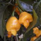 25 Seeds Trinidad Pepper Garden Fresh Vegetables Healthy Planting Edible Fast Growing 25 Seeds Trinidad Pepper Garden Fresh Vegetables Healthy Planting Edible Fast Growing