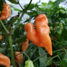 25 Seeds Habanada Pepper Garden Fresh Vegetables Healthy Planting Edible Fast Growing 25 Seeds Habanada Pepper Garden Fresh Vegetables Healthy Planting Edible Fast Growing