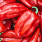 25 Seeds Elephant Ears Pepper Garden Fresh Vegetables Healthy Planting Edible Fast Growing 25 Seeds Elephant Ears Pepper Garden Fresh Vegetables Healthy Planting Edible Fast Growing