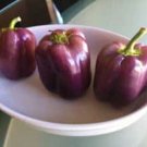 25 Seeds Purple Beauty Pepper Garden Fresh Vegetables Healthy Planting Edible Fast Growing 25 Seeds Purple Beauty Pepper Garden Fresh Vegetables Healthy Planting Edible Fast Growing