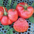 50 Seeds New Big Dwarf Tomato Tomatoe Vegetable Garden Edible Canning Fast Growing 50 Seeds New Big Dwarf Tomato Tomatoe Vegetable Garden Edible Canning Fast Growing
