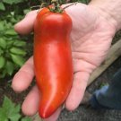50 Seeds Jersey Devil Tomato Tomatoe Vegetable Garden Edible Food Fast Growing 50 Seeds Jersey Devil Tomato Tomatoe Vegetable Garden Edible Food Fast Growing