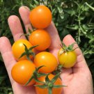 50 Seeds Gold Nuggets Tomato Juicy Tomatoe Vegetable Garden Edible Food Fast Growing 50 Seeds Gold Nuggets Tomato Juicy Tomatoe Vegetable Garden Edible Food Fast Growing