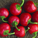 25 Seeds Cherry Bomb Pepper Garden Vegetables Planting Edible Food Fast Growing 25 Seeds Cherry Bomb Pepper Garden Vegetables Planting Edible Food Fast Growing