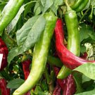 25 Seeds Numex Heritage 6 4 Pepper Garden Vegetables Planting Edible Food Fast Growing 25 Seeds Numex Heritage 6 4 Pepper Garden Vegetables Planting Edible Food Fast Growing