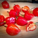 25 Seeds Red Savina Habanero Pepper Garden Vegetables Planting Edible Food Fast Growing 25 Seeds Red Savina Habanero Pepper Garden Vegetables Planting Edible Food Fast Growing