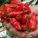 25 Seeds Bedfordshire Super Naga Pepper Garden Vegetables Planting Edible Food Fast Growing 25 Seeds Bedfordshire Super Naga Pepper Garden Vegetables Planting Edible Food Fast Growing
