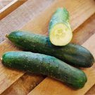 25 Seeds Sweet Slice Cucumber Planting Edible Food Garden Fast Growing 25 Seeds Sweet Slice Cucumber Planting Edible Food Garden Fast Growing