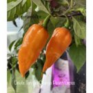 25 Seeds Devils Tongue Orange Pepper Seeds Garden Healthy Planting Food Fast Growing 25 Seeds Devils Tongue Orange Pepper Seeds Garden Healthy Planting Food Fast Growing