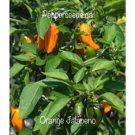 25 Seeds Aps Jalapeno Orange Pepper Seeds Garden Healthy Planting Food Fast Growing 25 Seeds Aps Jalapeno Orange Pepper Seeds Garden Healthy Planting Food Fast Growing