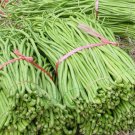 120 Dark Green Yard Long Bean Seeds Heirloom Organic Heirloom Fresh Fast Growing 120 Dark Green Yard Long Bean Seeds Heirloom Organic Heirloom Fresh Fast Growing