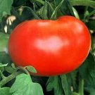 120 Seeds Burpee S Big Boy Tomato Seeds Hybrid Organic Non GMO Fast Growing 120 Seeds Burpee S Big Boy Tomato Seeds Hybrid Organic Non GMO Fast Growing