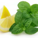 250 Lemon Mint Seeds Lemon Bee Balm Heirloom Organic Non GMO Fresh Fast Growing