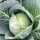 1000 Cabbage Seeds Early Jersey Wakefield Heirloom Non GMO Fresh Fast Growing 1000 Cabbage Seeds Early Jersey Wakefield Heirloom Non GMO Fresh Fast Growing