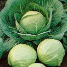 1000 Cabbage Seeds Early Round Dutch Heirloom Non GMO Fresh Fast Growing 1000 Cabbage Seeds Early Round Dutch Heirloom Non GMO Fresh Fast Growing