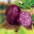 1000 Red Acre Cabbage Seeds Heirloom Organic Non GMO Fast Growing