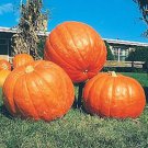 10 Big Max Pumpkin Seeds Giant Prize Winning Non GMO Fresh Heirloom Fast Growing 10 Big Max Pumpkin Seeds Giant Prize Winning Non GMO Fresh Heirloom Fast Growing