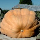20 Dill S Atlantic Giant Pumpkin Seeds Heirloom World Record Non GMO Fast Growing 20 Dill S Atlantic Giant Pumpkin Seeds Heirloom World Record Non GMO Fast Growing