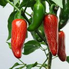 100 Early Jalapeno Pepper Chille Seeds Heirloom Non GMO Fresh Fast Growing
