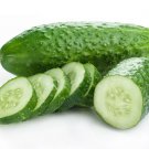 50 Arkansas Little Leaf Cucumber Seeds Heirloom Organic Non GMO Fresh Fast Growing 50 Arkansas Little Leaf Cucumber Seeds Heirloom Organic Non GMO Fresh Fast Growing