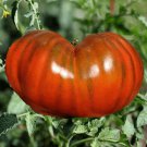120 Paul Robinson Tomato Seeds Heirloom Organic Non GMO Fresh Rare Fast Growing 120 Paul Robinson Tomato Seeds Heirloom Organic Non GMO Fresh Rare Fast Growing