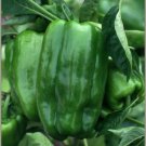 100 Big Bertha Sweet Pepper Seeds Non GMO Heirloom Organic Huge Fast Growing 100 Big Bertha Sweet Pepper Seeds Non GMO Heirloom Organic Huge Fast Growing
