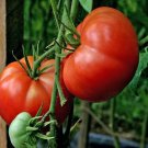 120 Seeds Burpee S Big Boy Tomato Seeds Hybrid Organic Non GMO Fresh Fast Growing 120 Seeds Burpee S Big Boy Tomato Seeds Hybrid Organic Non GMO Fresh Fast Growing