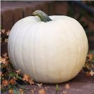 10 White Queen Pumpkin Seeds Non GMO Open Pollinated Heirloom Fast Growing 10 White Queen Pumpkin Seeds Non GMO Open Pollinated Heirloom Fast Growing