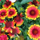 100 Indian Blanket Flower Seeds Perennial Native Wildflower Rare Fast Growing 100 Indian Blanket Flower Seeds Perennial Native Wildflower Rare Fast Growing