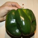 30 Emerald Giant Bell Pepper Seeds Sweet Non GMO Heirloom Organic Fast Growing 30 Emerald Giant Bell Pepper Seeds Sweet Non GMO Heirloom Organic Fast Growing