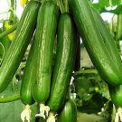200 Beit Alpha Cucumber Seeds Persian Lebanese Heirloom Organic Fresh Fast Growing