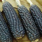 60 Hopi Blue Corn Seeds Heirloom Non GMO Organic Rare Fast Growing 60 Hopi Blue Corn Seeds Heirloom Non GMO Organic Rare Fast Growing