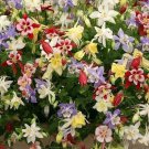 500 Wildflower Mix Seeds Shade With Perennials Pollinators Non GMO Heirloom Fast Growing 500 Wildflower Mix Seeds Shade With Perennials Pollinators Non GMO Heirloom Fast Growing