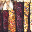 Indian Ornamental Corn Seeds 30 Ct Rainbow Vegetable Non GMO Fast Growing