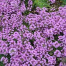 Purple Creeping Thyme Seeds 500 Herb Groundcover Perennial Fast Growing