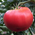 Ponderosa Pink Tomato Seeds 50 Ct Vegetable Heirloom Non GMO Fast Growing Ponderosa Pink Tomato Seeds 50 Ct Vegetable Heirloom Non GMO Fast Growing